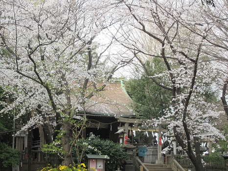 諏方神社の桜