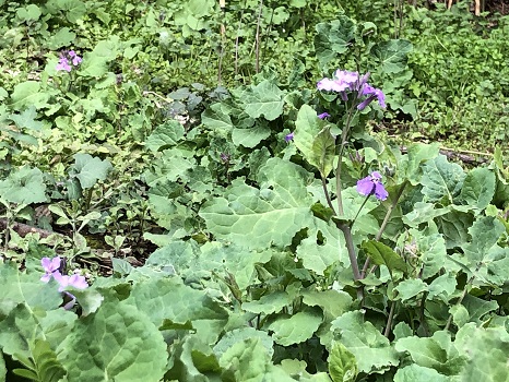 3月初旬の紫菜花