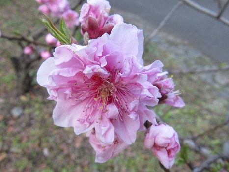 日比谷公園の桃花