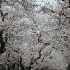 いよいよ、染井吉野が満開だっ！ならば桜を追って徒歩花見。ご近所の一本桜と馴染みのスポットの桜を追って上野まで🌸／旧暦2/17・丙子