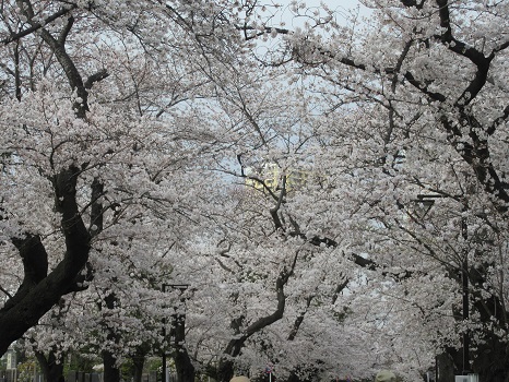 谷中霊園の桜並木