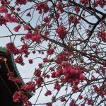 上野公園の桜観察。桜リレーは、「寒桜」から「寒緋桜」へバトンが渡る。ここまでくるとクライマックスの「染井吉野」までもあっという間かぁ。早いねぇ／旧暦1/21・辛亥