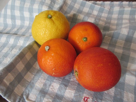 春柑橘