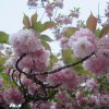 桜リレーは、八重が満開で、もう終盤。がっ！珍しい黄色の桜・鬱金桜（うこんざくら）は花の頃は過ぎてます。ああ見過ごしたぁ(-_-;)。／旧暦3/2・辛卯