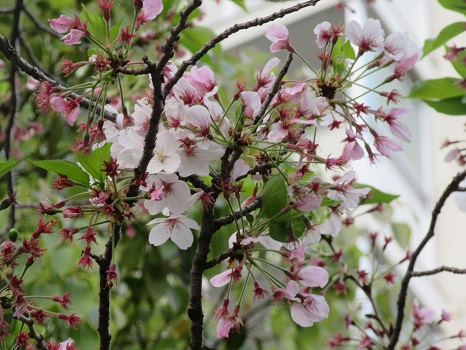 葉桜 標本木