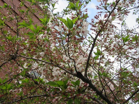 葉桜 標本木
