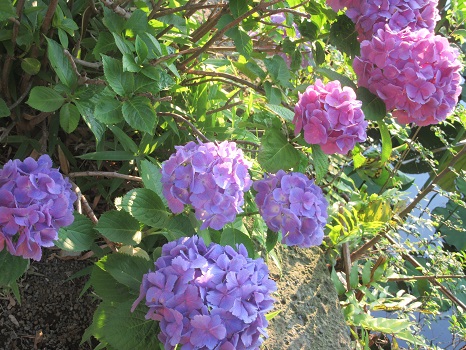 紫陽花 混合