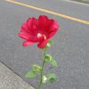 梅雨のあいだご近所を彩ってった「立葵」の花が、とうとう てっぺんまで開花。東京もいよいよ梅雨明けかな？／旧暦6/7・乙丑