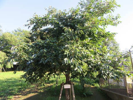 長崎原爆二世の柿の樹
