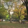 日比谷公園で紅葉狩り。樹々のあいだに配されたベンチから、あれは鈴懸(すずかけ)、こっちは青桐(あおぎり)の木と眺めるスタイル(*’▽’)。／旧暦10/15・辛未・満月