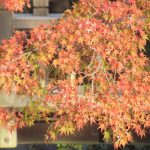 「立冬」から数えて8日目から16日が見ごろと江戸人。その教えどおりに、楓・紅葉の色づきを愛でる。待ちに待って13日目にやっとだけど(*’▽’)／旧暦11/16・壬申