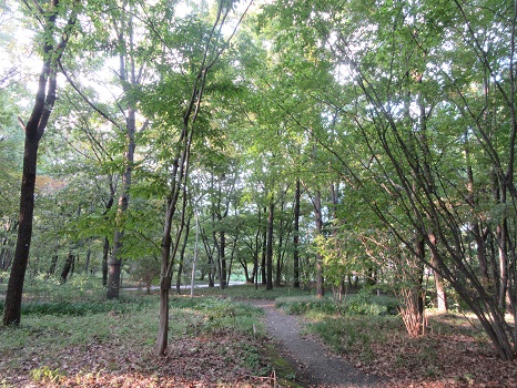 皇居の庭 雑木林
