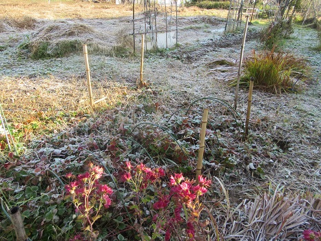 庭に霜ふる朝