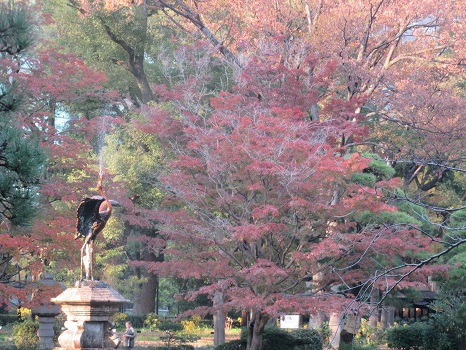 日比谷公園の楓紅葉