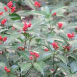 皇居東御苑の植物たちも、それぞれに冬迎えの様相。千両・万両…ささやかに十両。おなじみの赤い実が色づき始めておりました(*’▽’)／旧暦9/28・甲寅