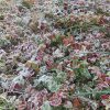 氷点下の早朝。裏庭に出てみれば、耕しそびれた野っぱらが白くヒカル。「霜」降った光景見事なりっ(*’▽’)／旧暦10/25・辛巳