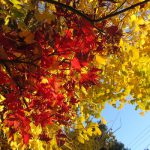 紅葉の色づきと、銀杏の黄葉が同時期になって赤と黄色の華やかなコラボ。今年の冬は、快晴の日が多くてありがとう(*’▽’)。／旧暦11/7・壬辰