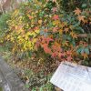 七十二候は「乃東生」に。暦がこう言い出すと、眺めに行きたい場所へ。上野のGeidai Hedgeで、冬の植物観察。／旧暦11/20・乙巳