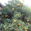 七十二候は「橘始黄」に。古い暦が言うように、ご近所をちょっと歩けば、黄色い柑橘実る庭木に遭遇🍊。／旧暦11/2・丁亥