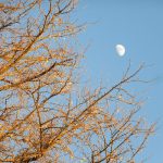 この冬は、銀杏の黄葉を眺めてばかりいるというのに、大好きな「仙人銀杏」の黄葉は見逃し(-_-;)。立派な枝ぶりに月は美しなのでまあいいかぁ(*’▽’)。／旧暦11/8・癸巳・上弦
