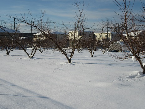 桃畑も積雪