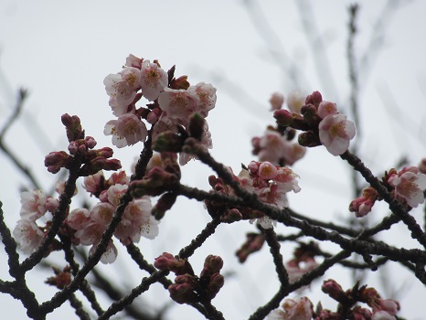 上野公園 像横の寒桜