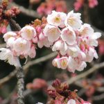 七十二候は「水沢腹堅」に。暦が「流れる沢の水も凍る頃」と極寒を表現するも「寒桜」は開花🌸。春への桜リレーが始まりました(*’▽’)／旧暦12/24・己卯
