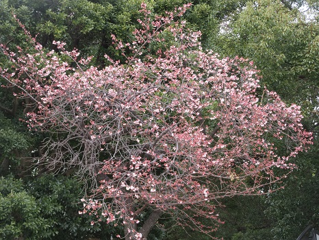 上野公園 スタバ横 寒桜