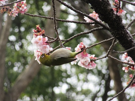上野公園の寒桜と目白