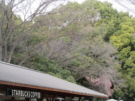 上野公園 スターバックス横 寒桜
