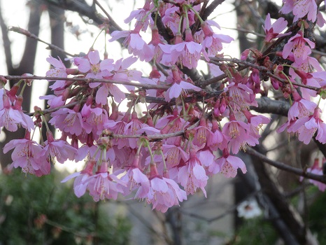 阿亀桜(おかめざくら)