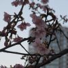 七十二候は「土脉潤起」に。暖かくなって根雪溶け、春泥へ…と暦。東京は、気温が上がって桜リレーが本格化。「河津桜」咲きました🌸。／旧暦1/23・丁未