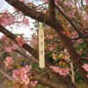 上野恩賜公園の桜リレー。満開なのは河津桜、大寒桜は咲き始め。そしてあと数日で寒緋桜にバトンが渡りそうです🌸／旧暦2/10・甲子