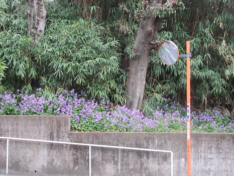 与楽坂の紫菜花