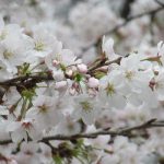 七十二候は「櫻始開」に。暦は桜の開花宣言してますが、東京の街は、早々と満開宣言いたしました🌸／旧暦2/25・己卯