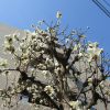 「白木蓮」が咲く。清らかな白花が、辺りを明るく輝かしてます。この花が咲くと、雪柳に辛夷、そして染井吉野開花まであと少し／旧暦2/12・丙寅