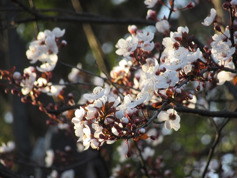 赤葉桜(あかばさくら)