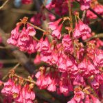 間を開けずに上野恩賜公園・桜リレーの様子を。あっという間に、寒緋桜にバトンが渡ってました🌸／旧暦2/13・丁卯