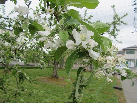 林檎の花