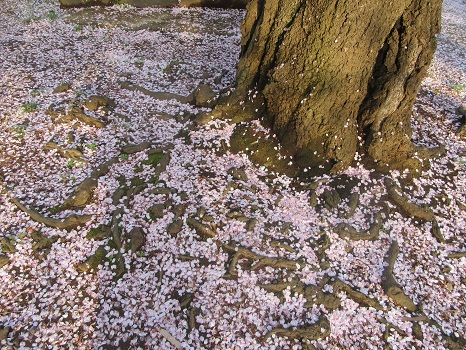 地面の散り桜
