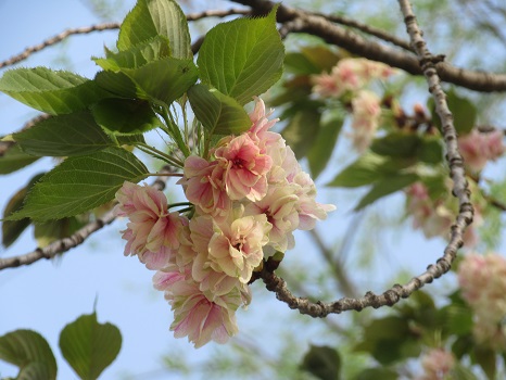 鬱金桜（うこんざくら）