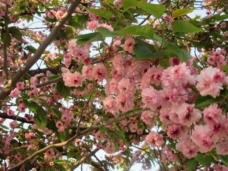 梅護寺数珠掛(ばいこじじゅずかけ)桜