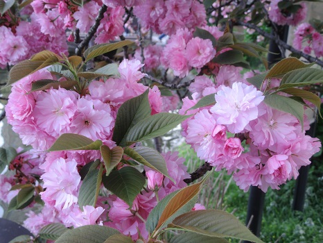 関山八重桜