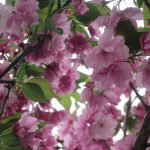 もう何年も横目で眺めるのみで通ったことのないご近所の街路。そこを漫ろ歩けば、珍しい桜を多数発見！いゃあ、知らなかったぁ。／旧暦3/10・癸巳