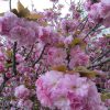 桜リレーは一重から八重へ。ご近所の桜の名所・不忍池畔は、染井吉野が終わり、バトンは八重桜・関山へ🌸／旧暦3/12・乙未