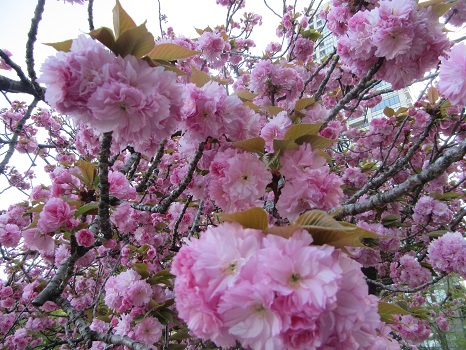 関山 八重桜