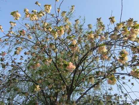 鬱金桜(うこんさくら)