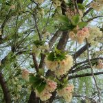 花びらが薄緑色の「鬱金桜」もやっと咲き始め。これにて、不忍池畔の桜リレーは終盤、ありがと桜、また来春に🌸／旧暦3/14・丁酉
