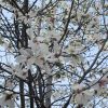 白木蓮咲いて、染井吉野開花。そして、辛夷の花も咲く。街路の花咲く順序は、いつしか染井吉野に抜かれちゃったけど美しいからまあいいか(*’▽’)。／旧暦2/23・丁丑・下弦