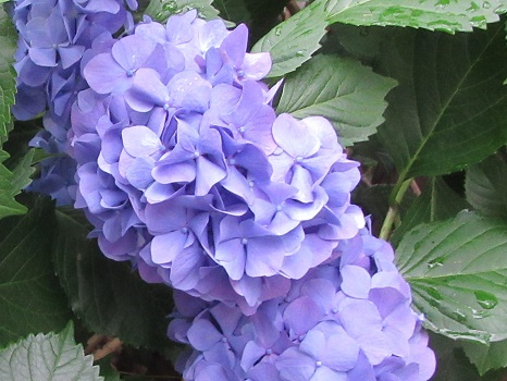 紫陽花に雨粒